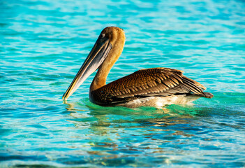 Wall Mural - Galapagos Brown Pelican