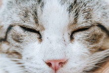 Harlequin Cat Face While Asleep. Close-up.