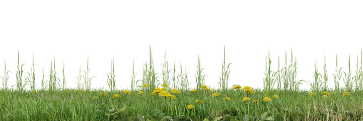 Wall Mural - Green grass on transparent background 3d rendering png.