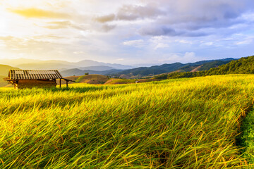 Wall Mural - Rice field in beautiful sunset sky background, rice terrace in Chiang mai Thailand.