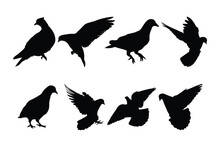 Set Of Pigeon Logo Vector Silhouette