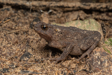 Wall Mural - Macro image of beautiful long-glanded toad (Ingerophrynus quadriporcatus) on deep Rainforest jungle