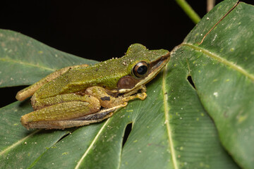 Wall Mural - Nature wildlife image of Torrent Frog (Meristogenys phaeomerus) on deep Rainforest jungle on Sabah, Borneo