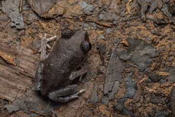 Wall Mural - Nature wildlife macro image of beautiful Low land Litter Frog of Sabah, Borneo