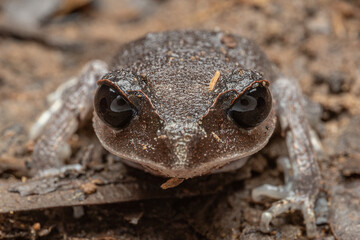 Wall Mural - Nature wildlife macro image of beautiful Low land Litter Frog of Sabah, Borneo