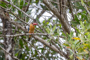 Nature wildlife image of Strok-billed kingfisher bird perching on tree branches