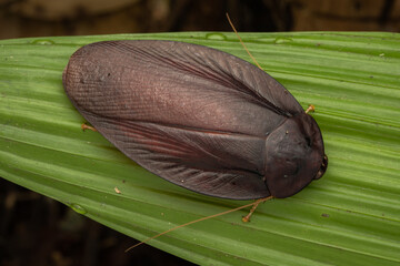 Nature macro image of huge jungle cockroach on rainforest jungle