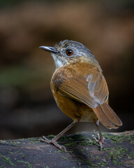 Wall Mural - Nature wildlife image of Temminck's Babbler bird on Deep rainforest jungle at Sabah, Borneo