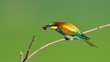 European Bee-eater with food on beak