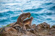 Two monkeys making love for mating