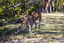 Eastern Grey Kangaroo Seen In Natural Bushland Habitat In New South Wales, Australia