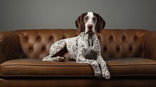 White English Pointer Dog Relaxing Indoors On Sofa In A Cozy Interior