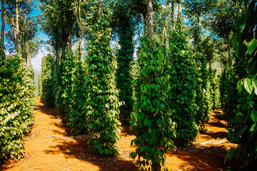 Wall Mural - Lush green pepper garden in Lam Ha, Lam Dong, VietnamLush green pepper garden in Lam Ha, Lam Dong, Vietnam