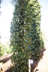 Wall Mural - Lush green pepper garden in Lam Ha, Lam Dong, Vietnam