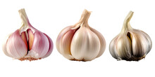 Set Of Garlic Bulb Isolated
