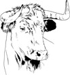 powerful huge Buffalo with horns drawn in ink freehand sketch tattoo	
