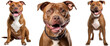 Brown pitbull dog collection (portrait, sitting, standing), animal bundle isolated on a white background as transparent PNG
