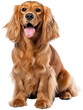 Sitting cocker spaniel dog isolated on a white background as transparent PNG