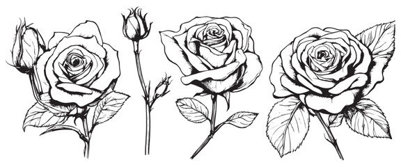 Wall Mural - Hand drawn rose vector. Beautiful flower on a transparent background. The rose vector is highly detailed in line art style. Flower tattoo for paint isolated on white background
