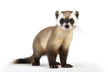 Black Footed Ferret On White Background