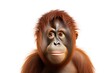 orangutan on white
