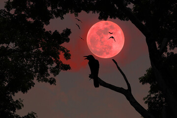 Wall Mural - Silhouette of a crow standing on a branch on a red full moon night in nature, Halloween horror concept.