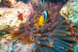 Fototapeta Na ścianę - Anemonenfische - Ägypten Marsa Alam