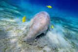 Fototapeta Na ścianę - Dugong - Seekuh - Ägypten, Marsa Alam