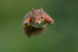 © Westend61 - Eurasian red squirrel (Sciurus vulgaris) jumping toward camera