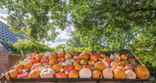 Germany, Lower Saxony, Gifhorn, Various Pumpkins At Farmers Market