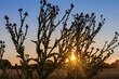 Silhouettes of blooming thistles against the sky and setting sun