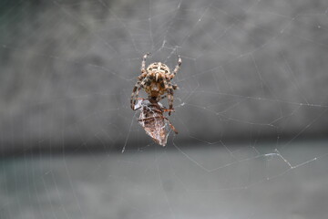 spider on the web