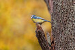 blue tit sitting  on broken branch of tree