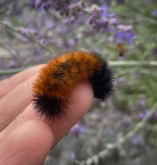 A woolly bear caterpillar, the larval stage of the Isabella tiger moth clings to the tip of a finger in the garden.  Woollybear folklore is a common predictor of the upcoming winter