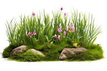 Green Moss With Stones And Blooming Beautiful Flowers Isolated On A White Background.