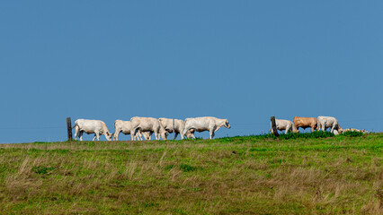 Herd of cows is grazing grass at the farm landscape, agriculture pasture field in front of blue sunny sky with copy space background