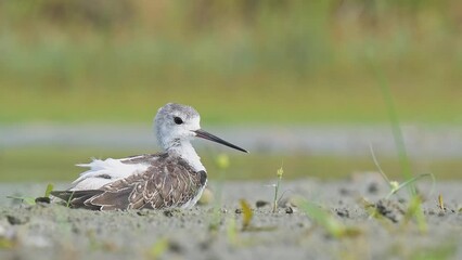 Wall Mural - Resting time for the young black winged stilt (Himantopus himantopus)