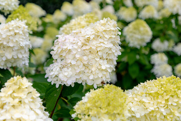 Wall Mural - Selective focus bushes of Hydrangea paniculata flower in the garden, White hortensia, Panicled hydrangea is a species of flowering plant in the family Hydrangeaceae, Natural floral pattern background.