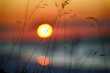 Zachód słońca nad morzem na tle traw.