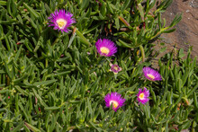 Pink Blossoms Of A Hottentot Pig Flower, Also Called Carpobrotus Edulis, Ice Plant, Or Pig Face