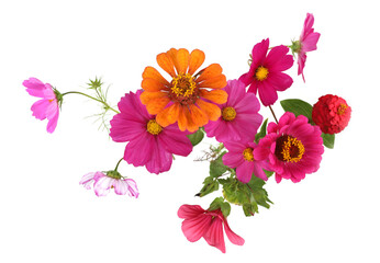 Border of garden flowers isolated on white background. Blooming beautiful Flowers Zinnia, Cosmos, Rose Mallow.