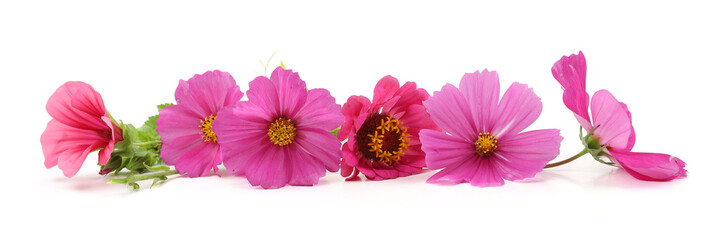 Wall Mural - border of garden flowers isolated on white background. blooming beautiful flowers cosmos, zinnia, ro