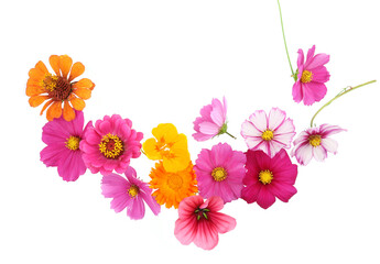 Wall Mural - Colorful garden flowers isolated on white background. Blooming beautiful flowers Zinnia, Cosmos, California Poppy, Calendula.