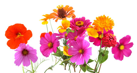 Wall Mural - colorful garden flowers isolated on white background. blooming beautiful flowers zinnia, cosmos, cal