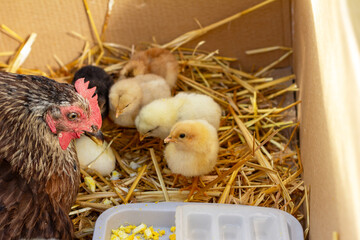 the mother hen teaches self-hatched chicks to eat