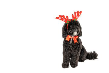 PNG, Christmas decorated dog isolated on white background