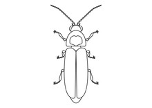 Black And White Firefly Clipart. Coloring Page Of A Firefly