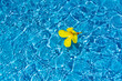 flor amarilla en agua de piscina azul