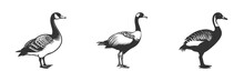 Canada Goose Silhouette. Black And White Vector Illustration.