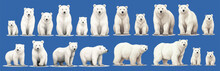 Set With Different White Polar Bears